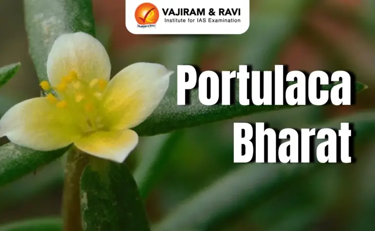 Portulaca Bharat