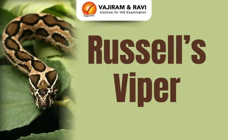 Russell’s Viper