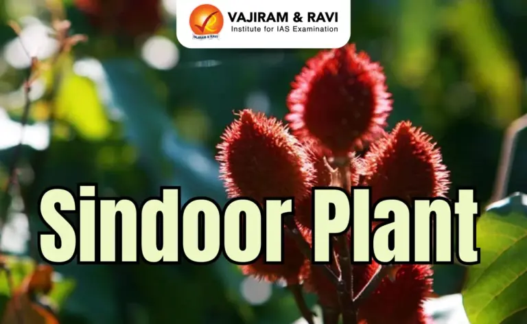 Sindoor Plant
