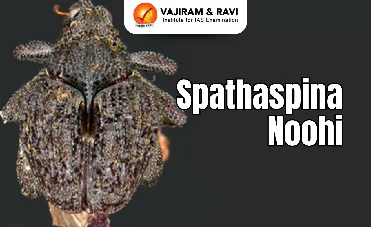 Spathaspina Noohi