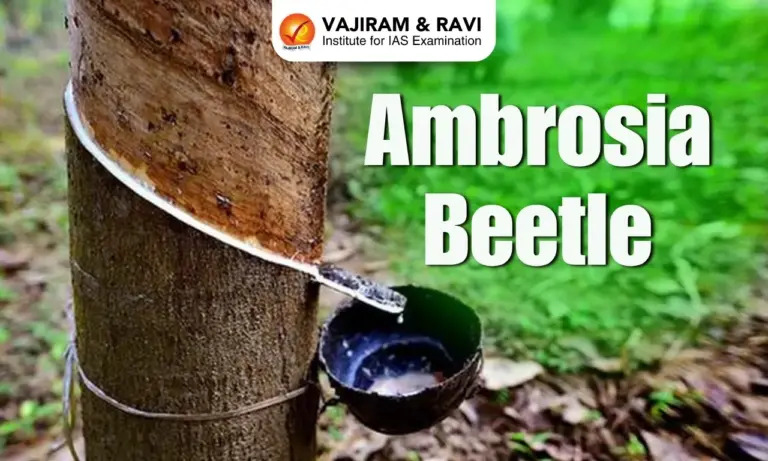 Ambrosia Beetle