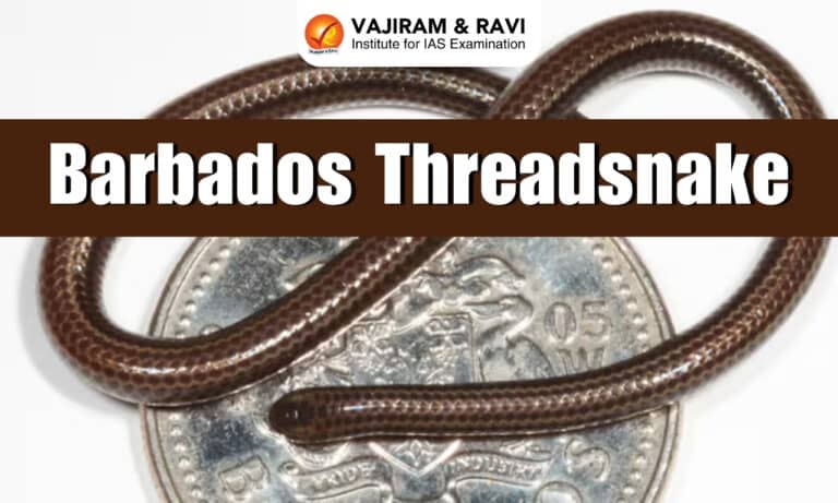Barbados threadsnake