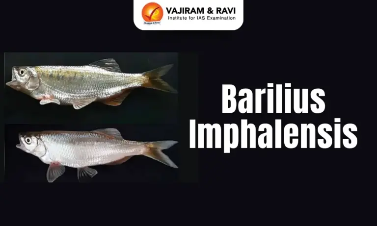 Barilius imphalensis