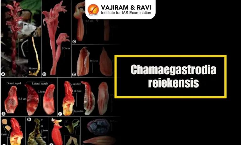 Chamaegastrodia reiekensis