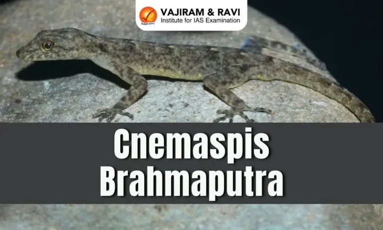 Cnemaspis Brahmaputra