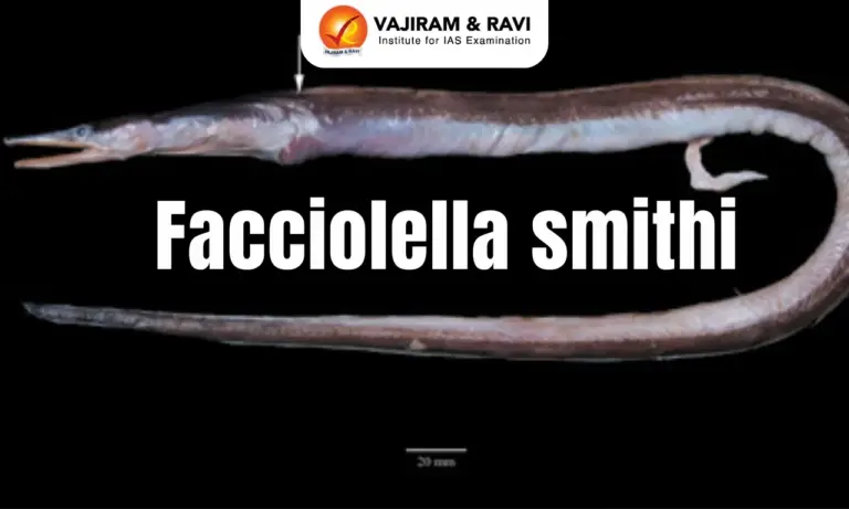 Facciolella Smithi