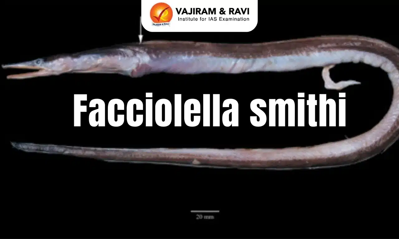 Facciolella Smithi