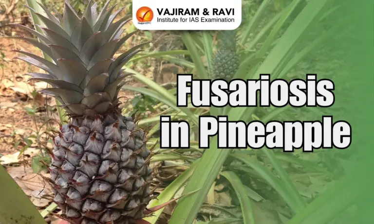 Fusariosis in Pineapple