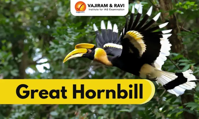 Great Hornbill