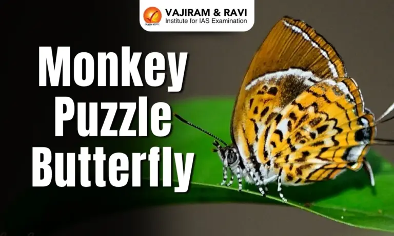 Monkey Puzzle Butterfly