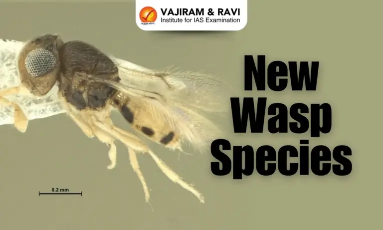 New Wasp Species