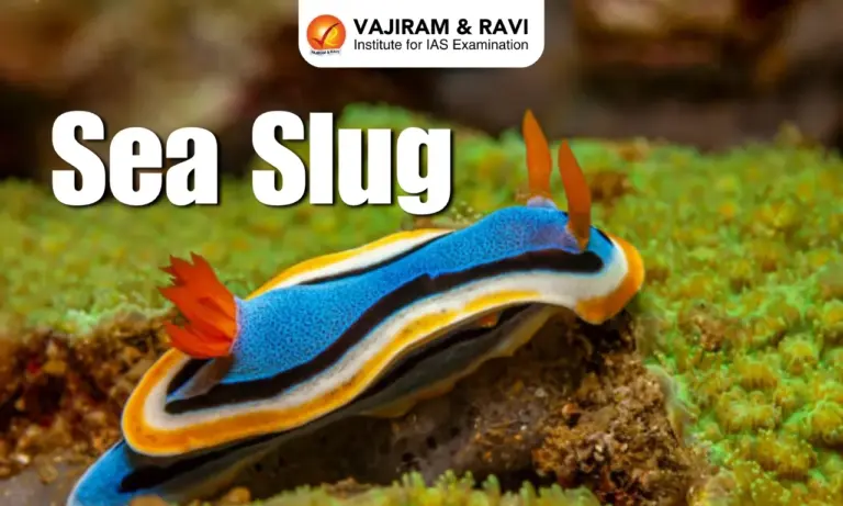 Sea slugs