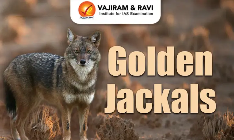 Golden Jackal