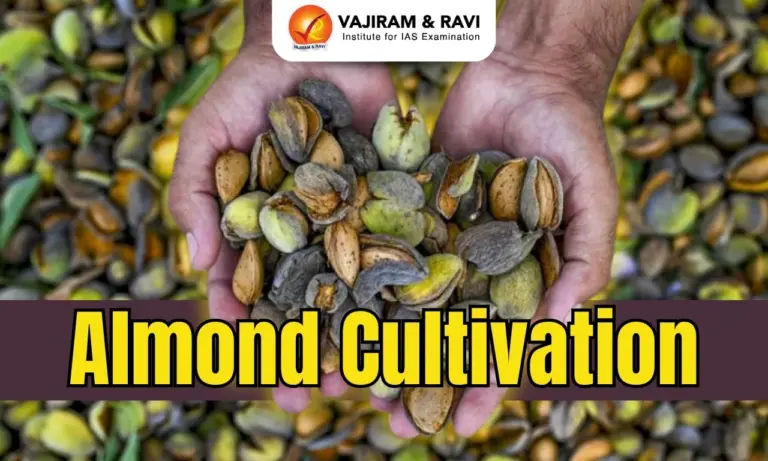 Almond Cultivation
