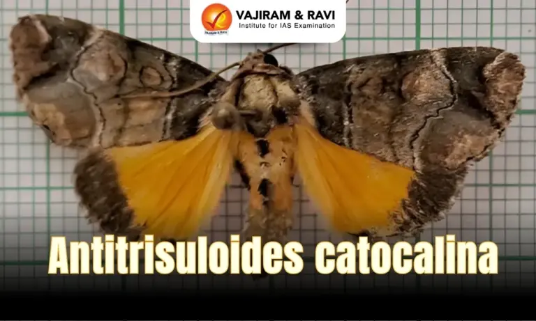 Antitrisuloides Catocalina