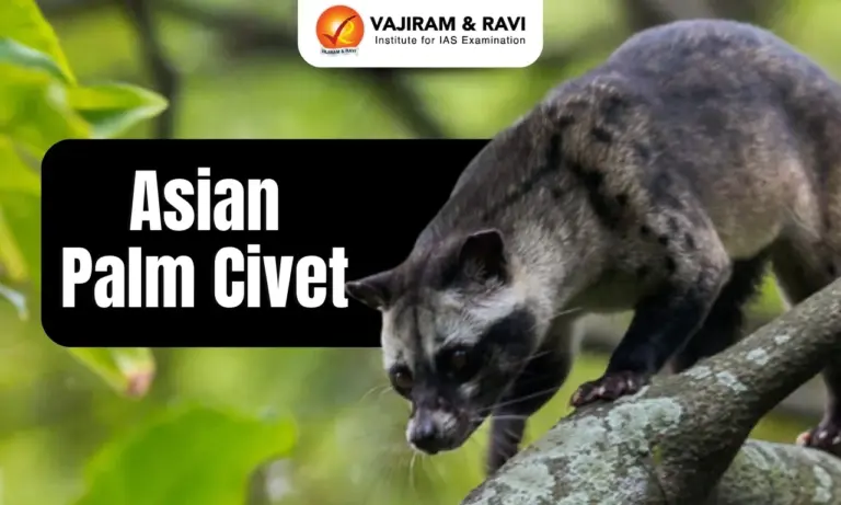 Asian Palm Civet