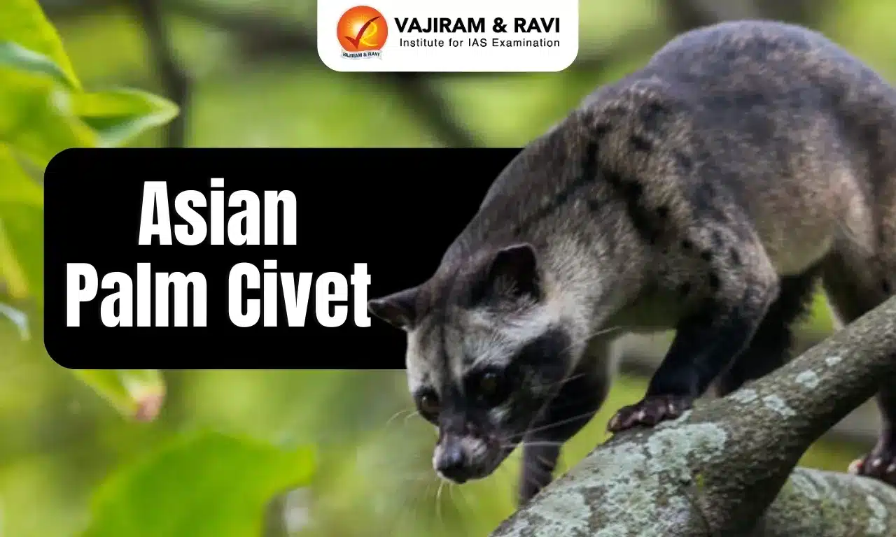 Asian Palm Civet