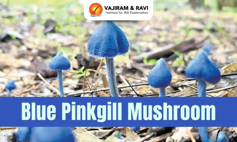Blue Pinkgill Mushroom