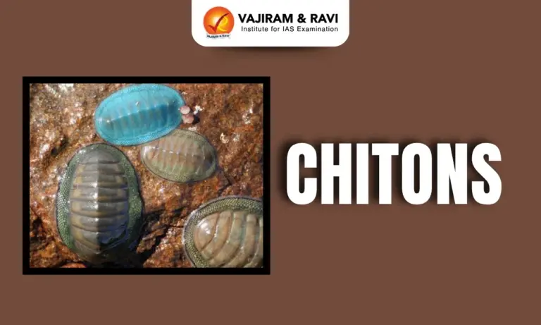 Chitons