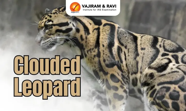 Clouded Leopard