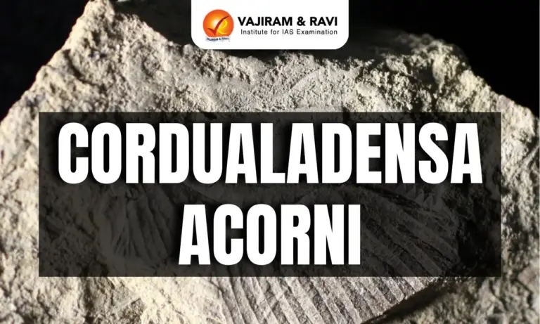 Cordualadensa acorni
