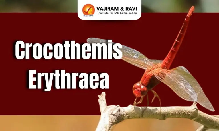 Crocothemis erythraea