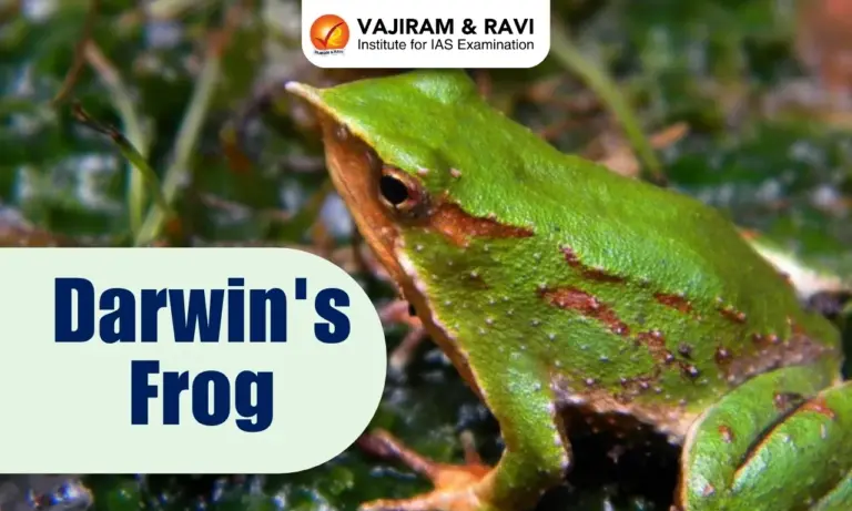Darwin's Frog
