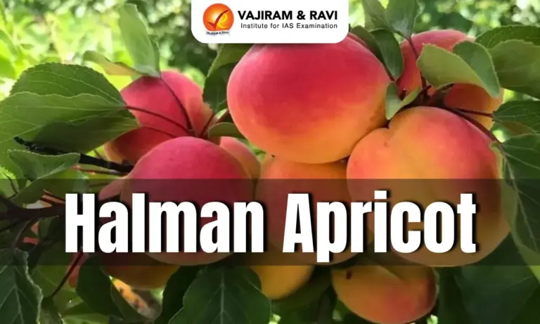 Halman Apricot