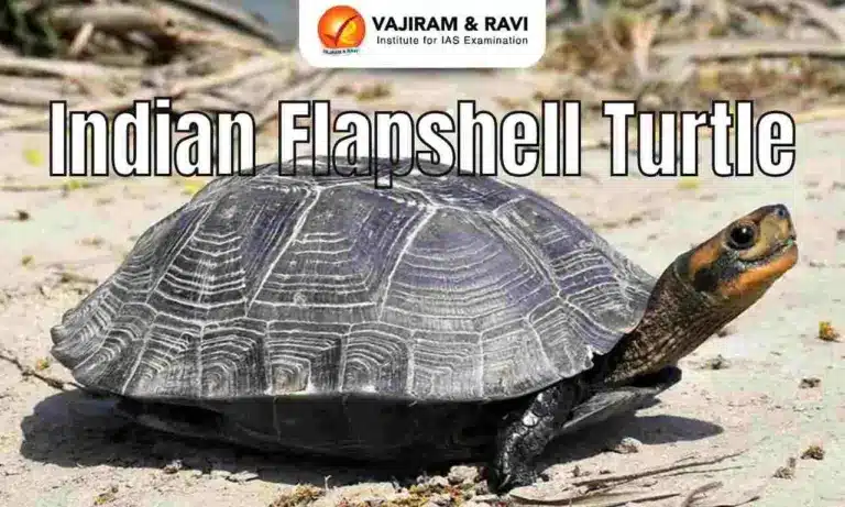 Indian Flapshell Turtle