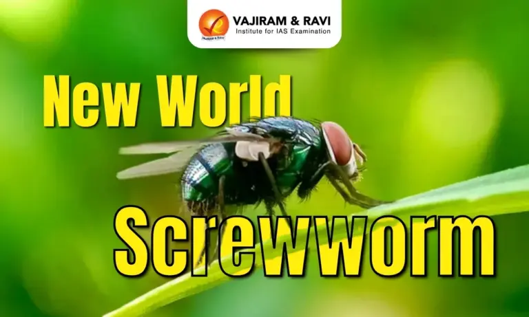 New World Screwworm