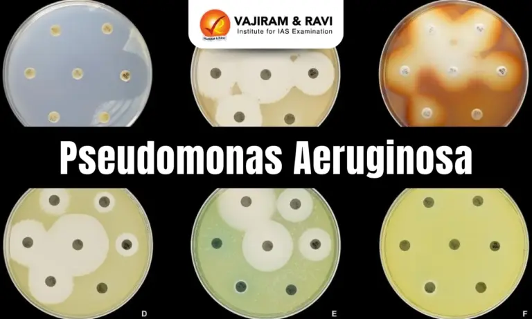 Pseudomonas Aeruginosa
