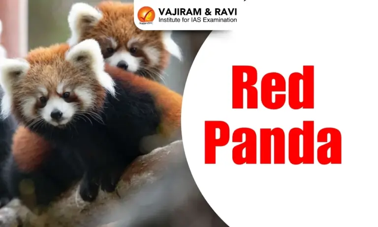 Red Panda