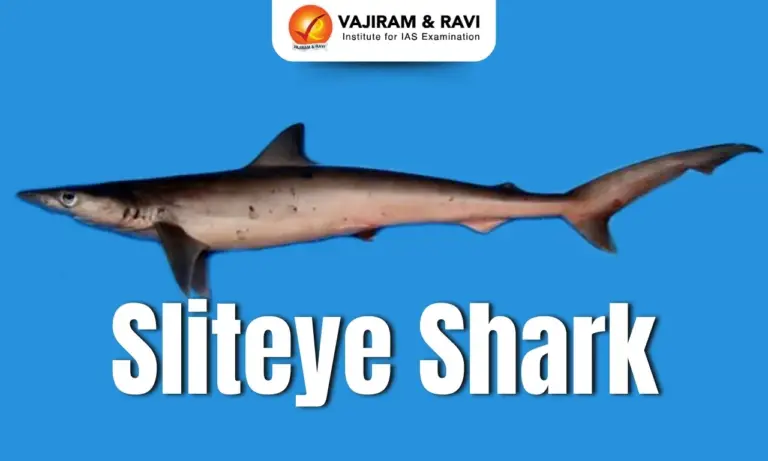 Sliteye Shark