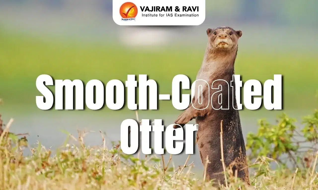 Smooth-Coated Otter