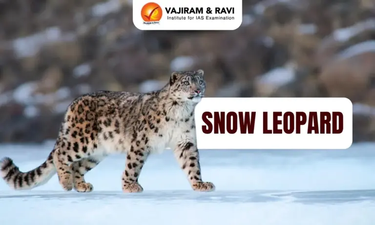 Snow Leopard