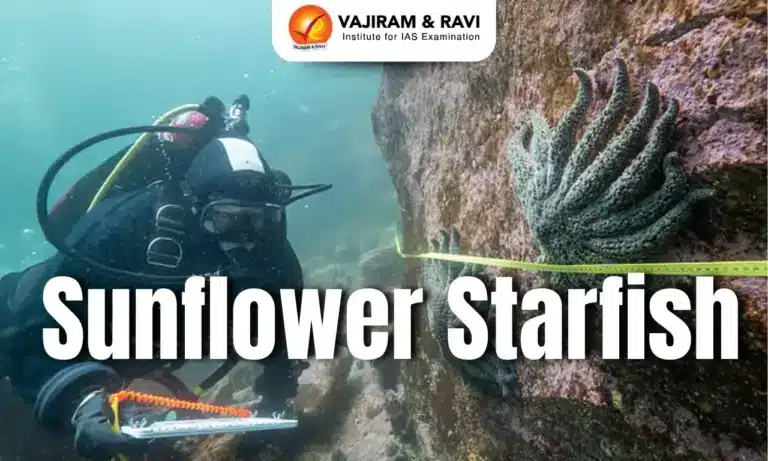 Sunflower Star Fish