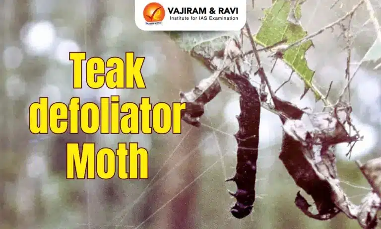 Teak Defoliator Moth