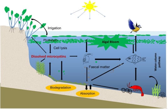 Aquatic Ecosystem Diagram