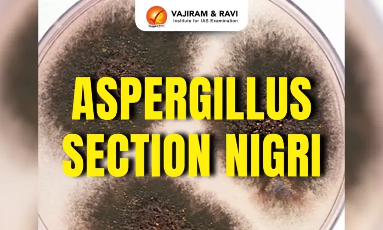 Aspergillus Section Nigri