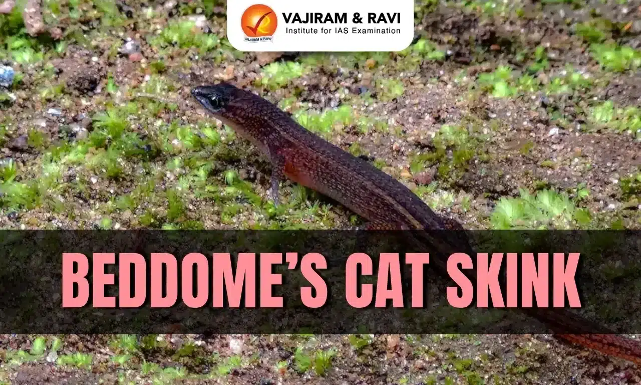 Beddome’s Cat Skink