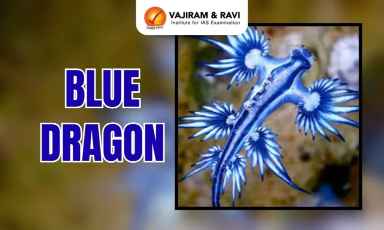 Blue Sea Dragon