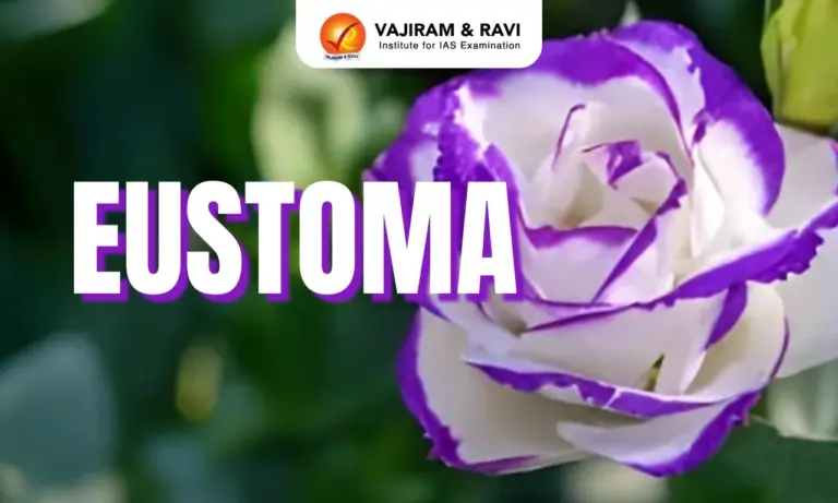 Eustoma