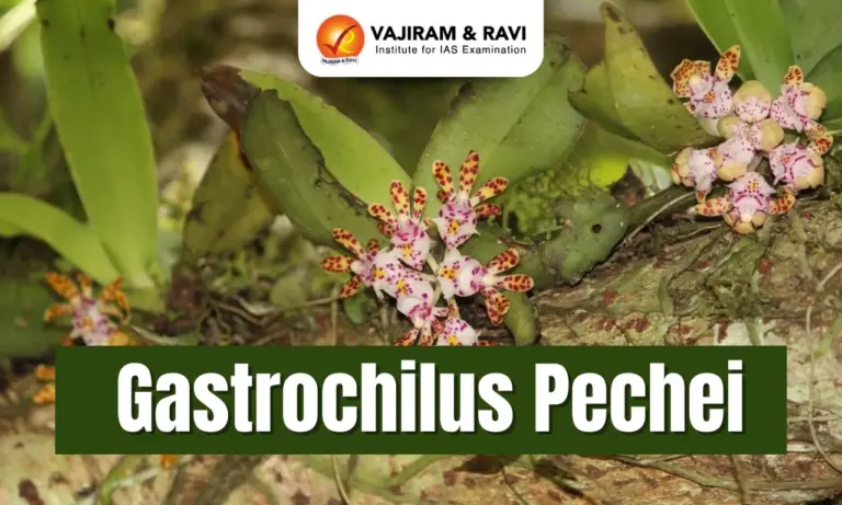 Gastrochilus Pechei