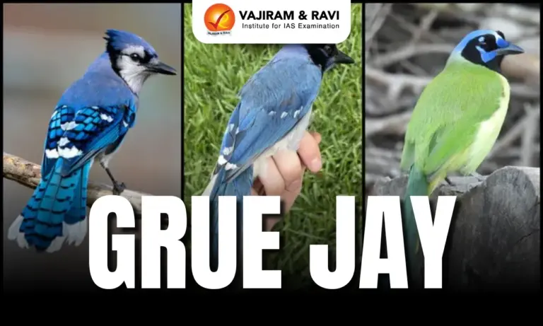Grue Jay
