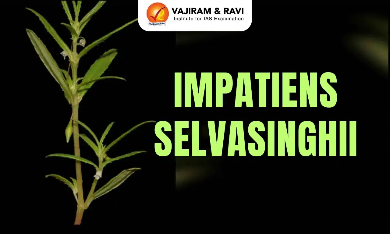 Impatiens Selvasinghii