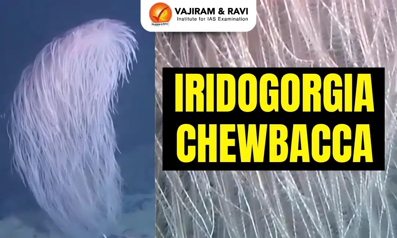 Iridogorgia Chewbacca