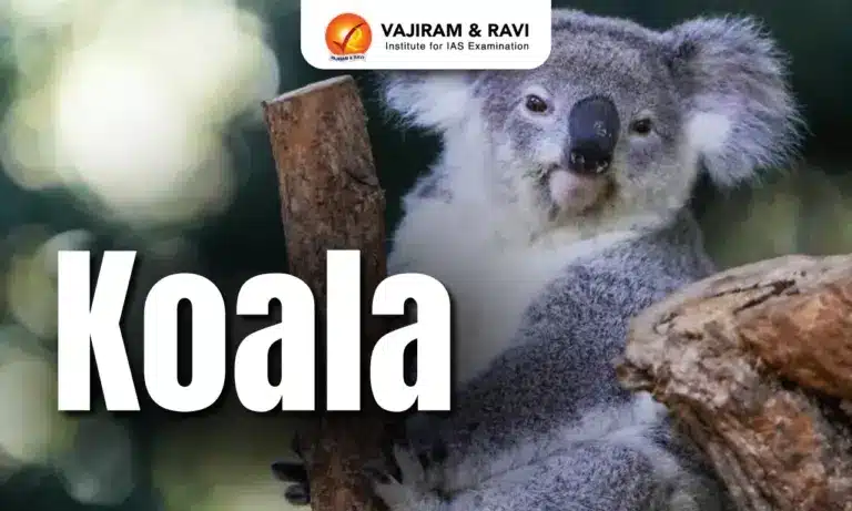 Koala