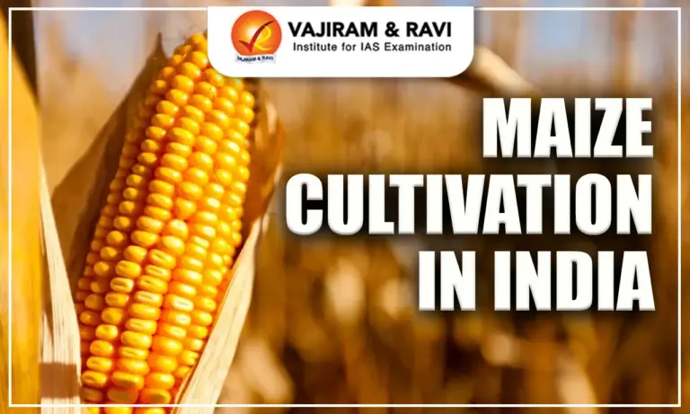 Maize Cultivation in India
