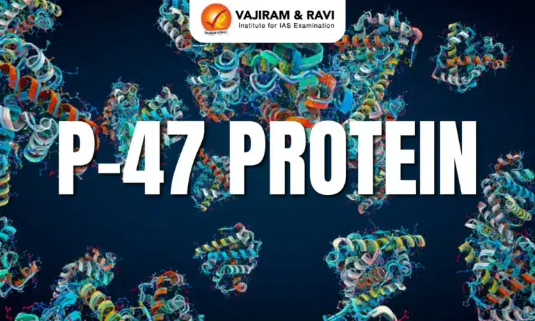 P-47 Protein