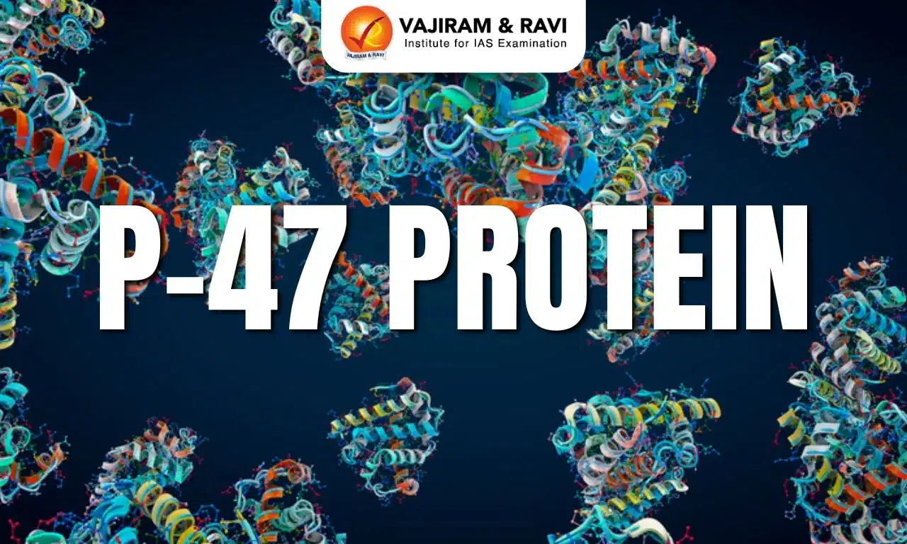 P-47 Protein